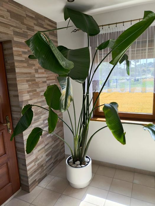 Kwiat Kwiatek Strelicja Strelitzia 2,6 x2.6 zdrowa duża