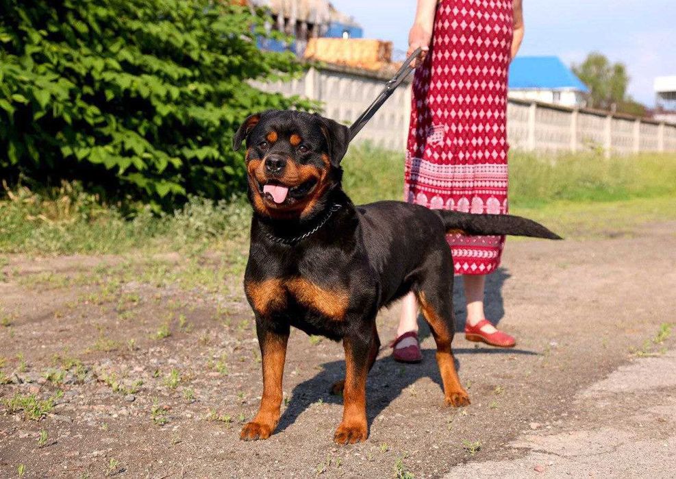цуценята ротвейлера, які підкорять ваше серце!