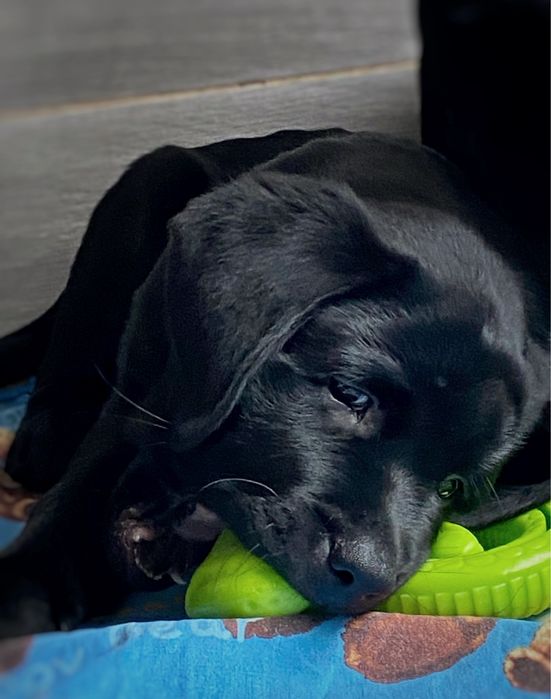 Суперові цуценята! Чорні лабрадори.