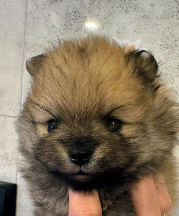 Pomeranian Szpic miniaturowy Xxs piesek