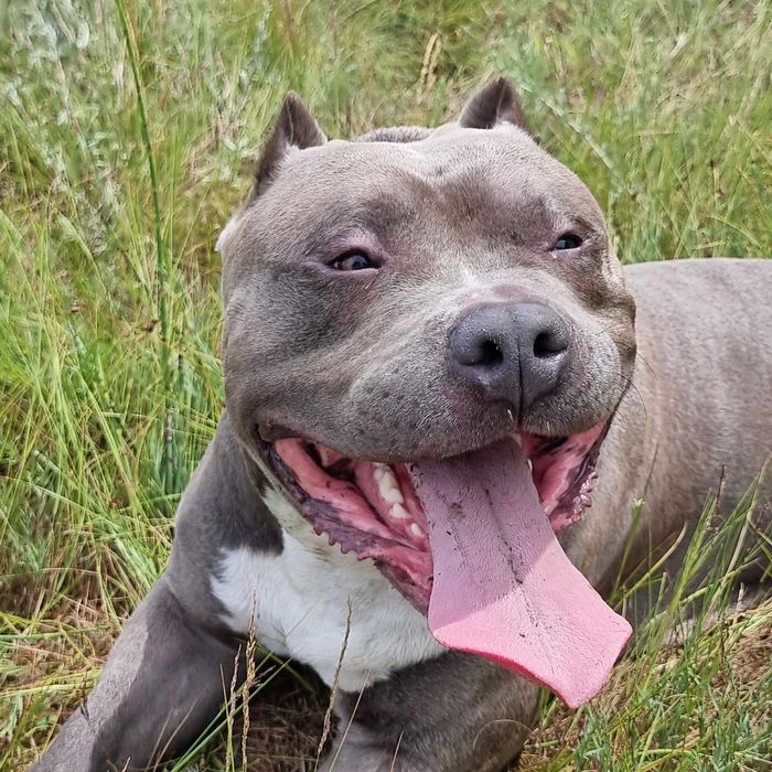 Вязка американский булли XL