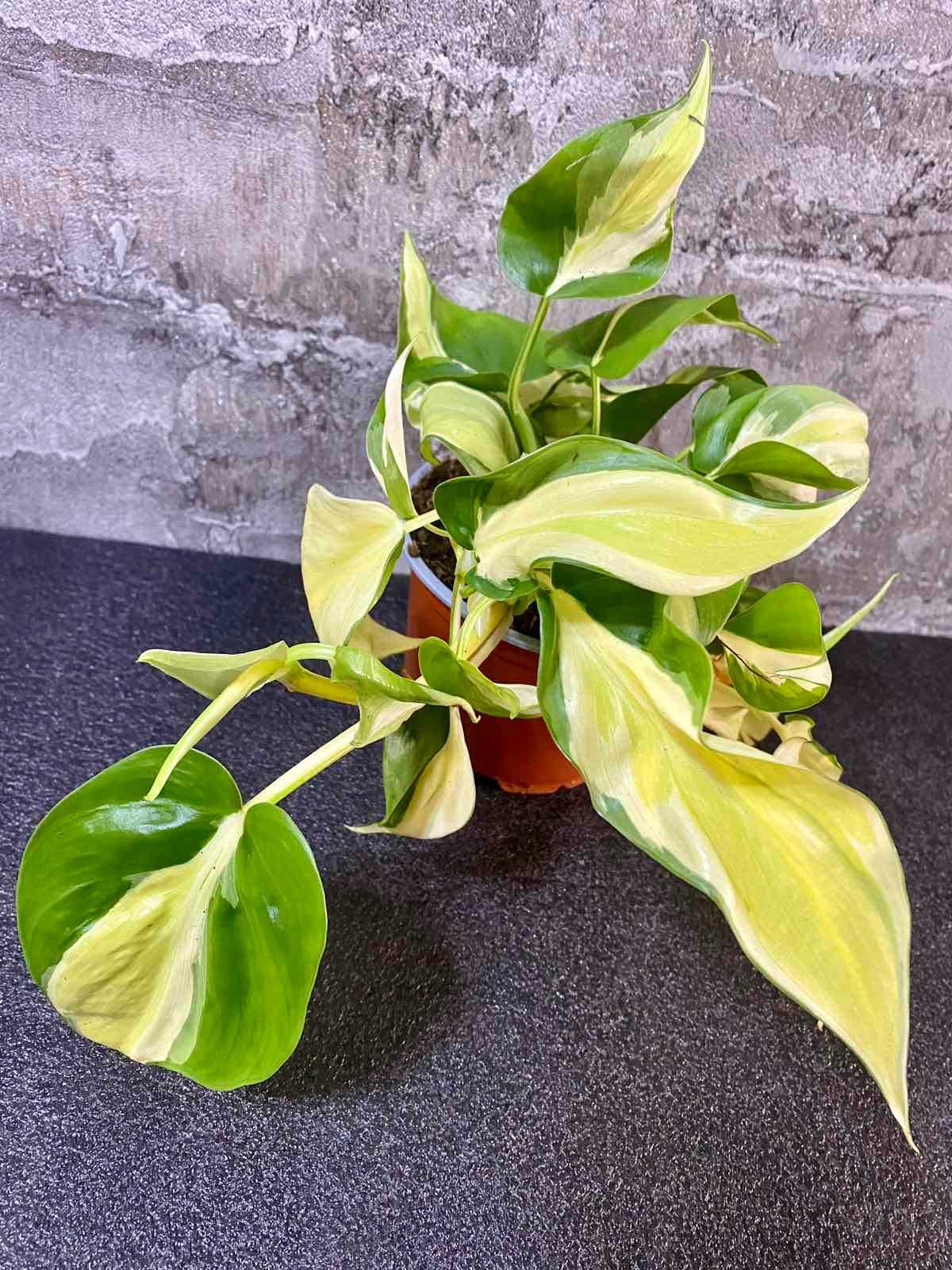 Philodendron Scand. Rio