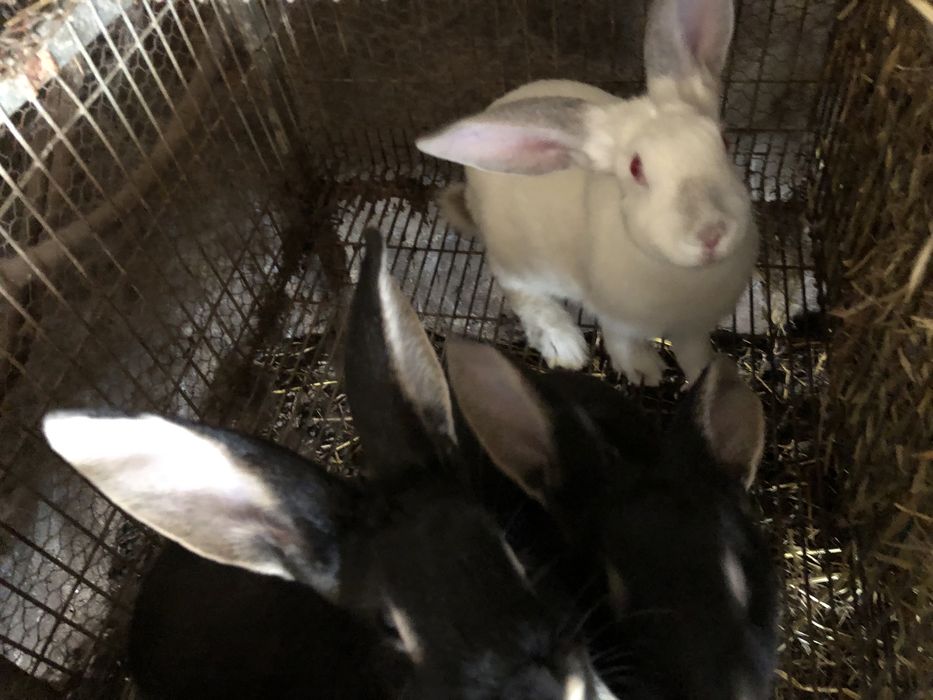 Vendo coelhos para consumo
