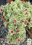 Аптения ампельная Variegata мезембриантемум  пестролистный