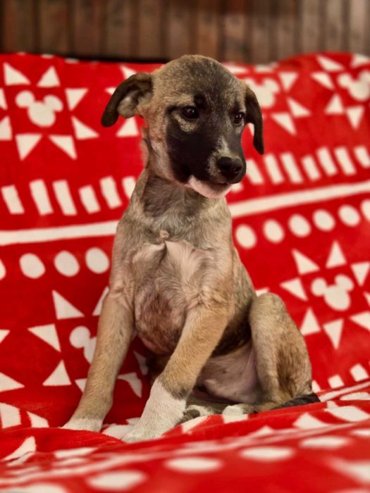 KRISTIANO  4 mies. szczeniak do adopcji. Uratowany w Bułgarii