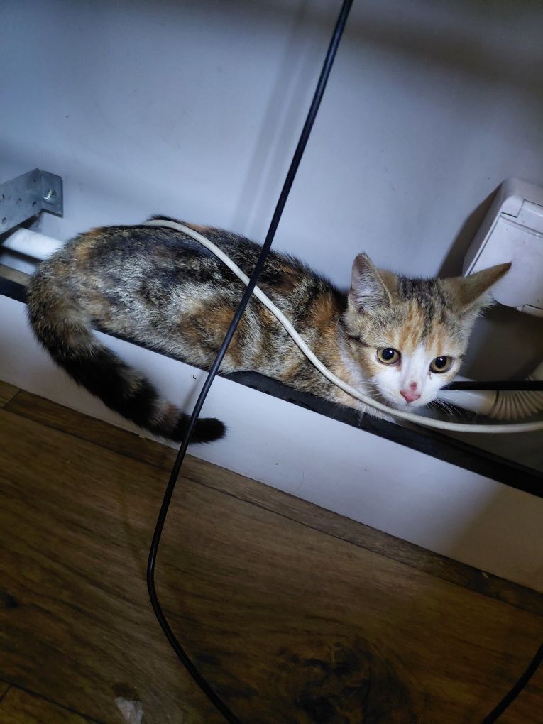 Kotka do adopcji łagodna oswojona