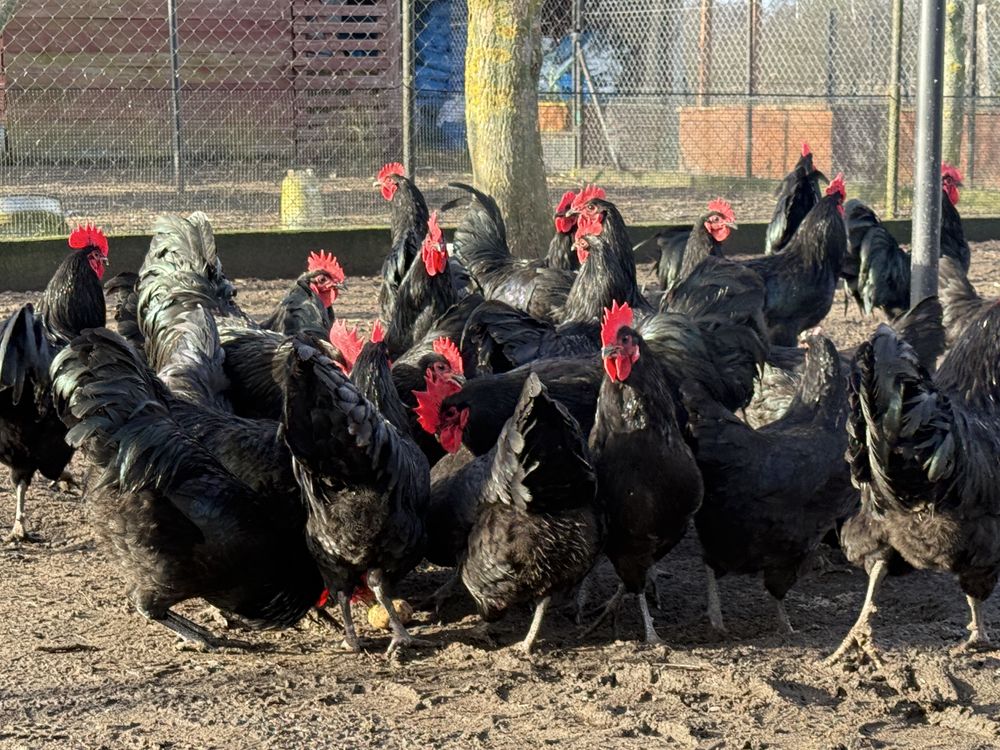 Kogut Australorp