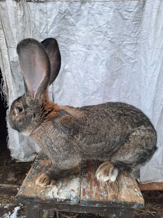 Продам кролики  разные виды