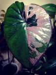 Alocasia Serendipity Variegata Pink Alokazja monstera filodendron