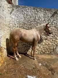 Poldra Lusoarabe palomina