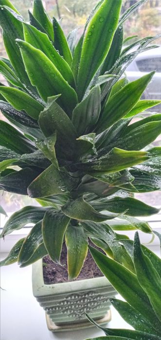 Продам , красивый Клеродендрум. Алое, 5 лет. Драцены 3года.