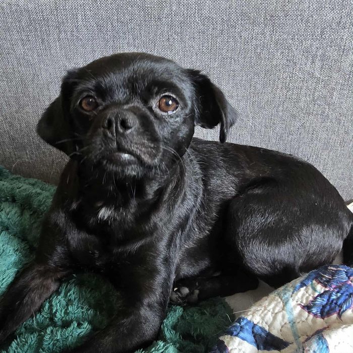 Czarna sunia do adopcji