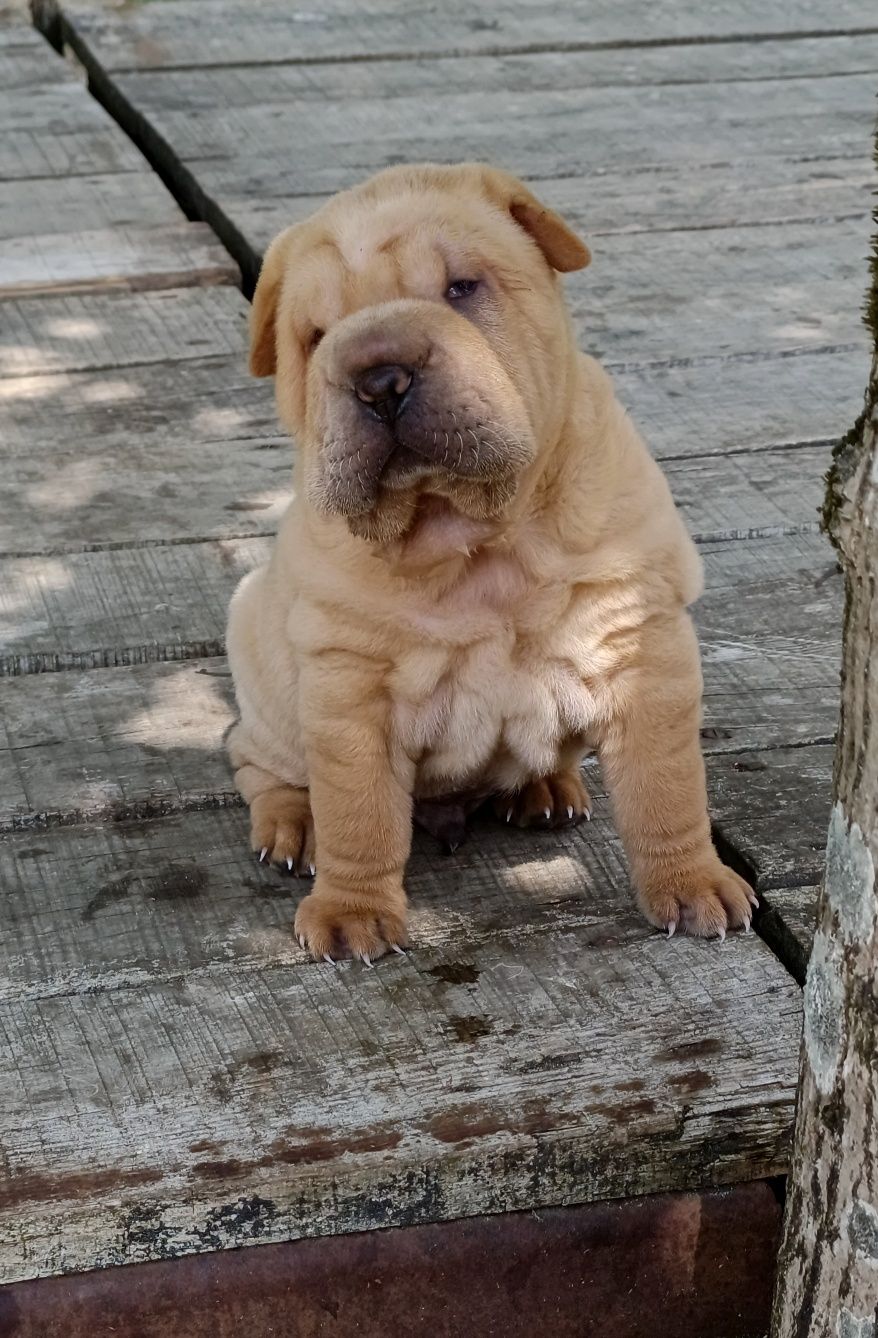Shar pei.. bebe shar pei LOP Pedigree