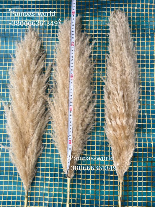 Кортадерія , кортадерія