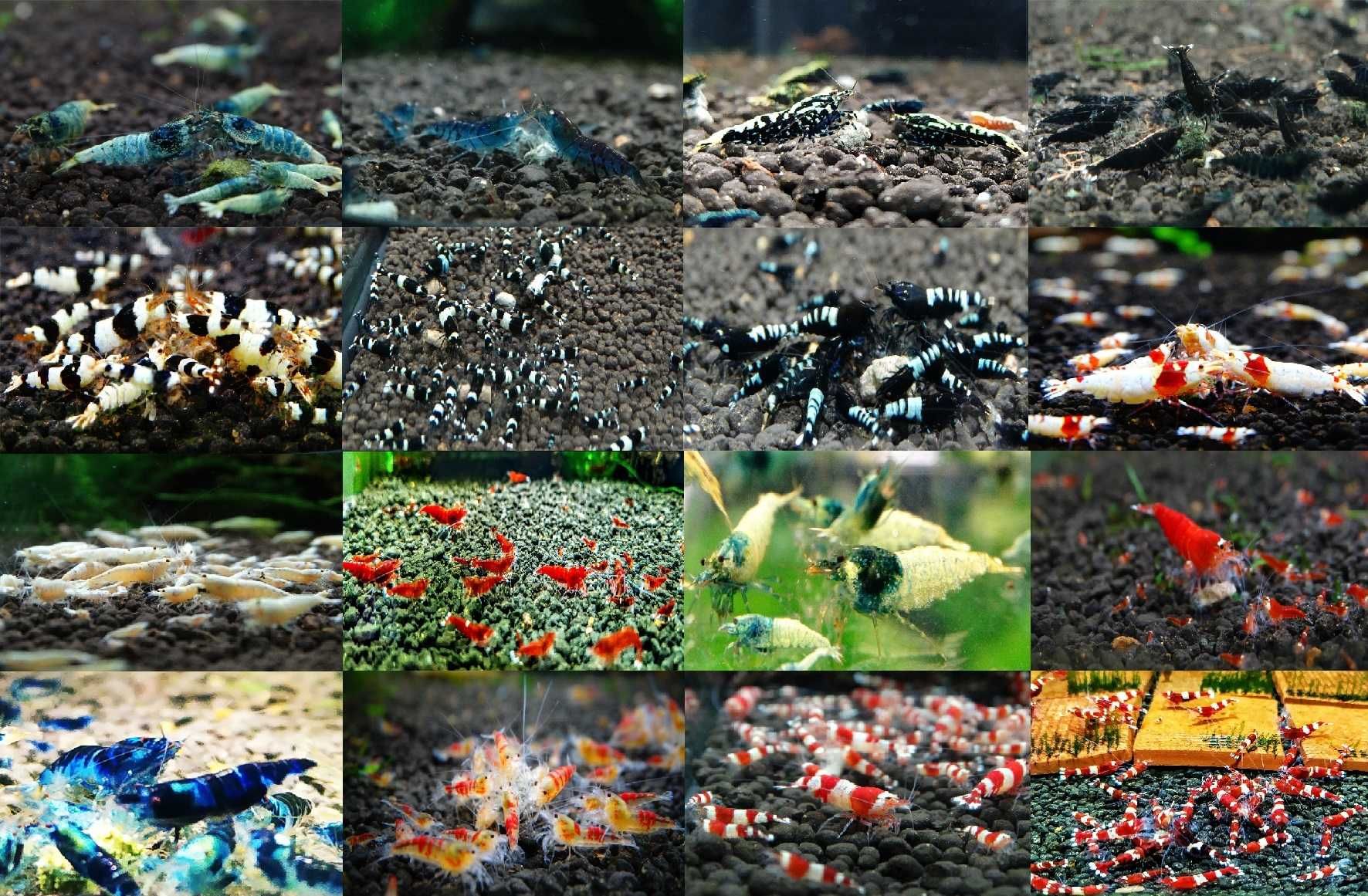 Krewetki Caridina Mix Kolorów Piękne ZAMIANA GRATIS Ekipa Sprzątająca