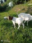 Sprzedam Capka Burskiego