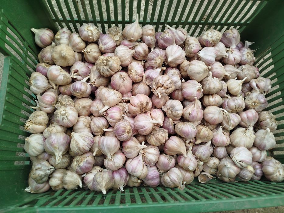 Czosnek na kilogramy