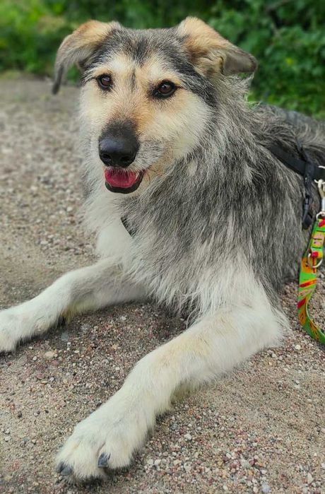 Młody przyjazny i nieduży Forest pilnie szuka domku