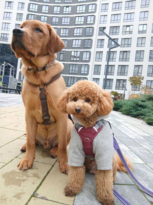 Супровід тварин на подіях чи при перевезенні / Няня для тварин / Вигул