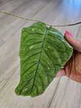 Hoya meredithii Ted Green