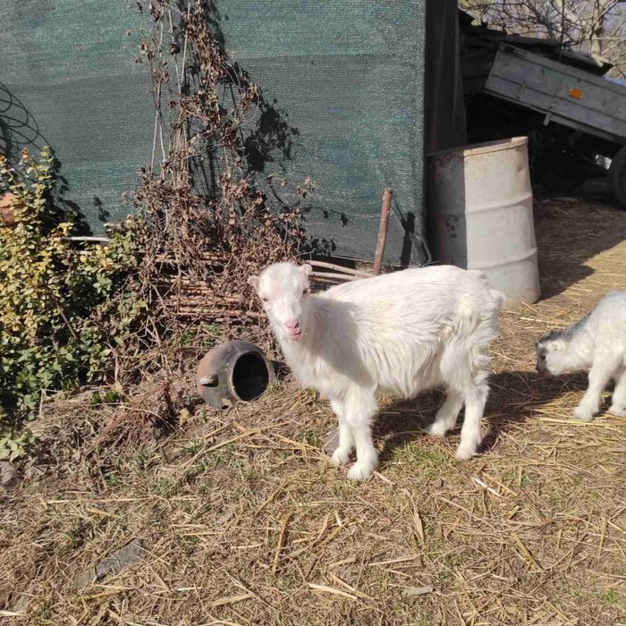 Козенята ламанча 2025 року