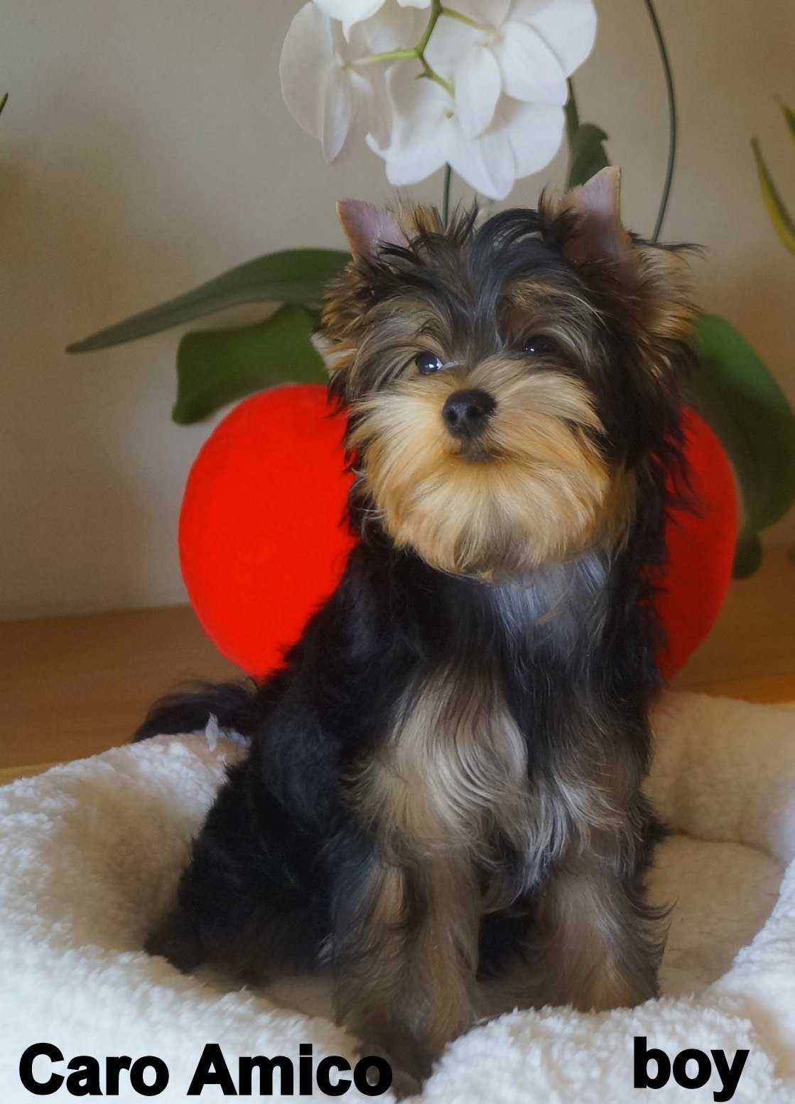 Yorkshire Terrier /FCI /odchowany piesek.