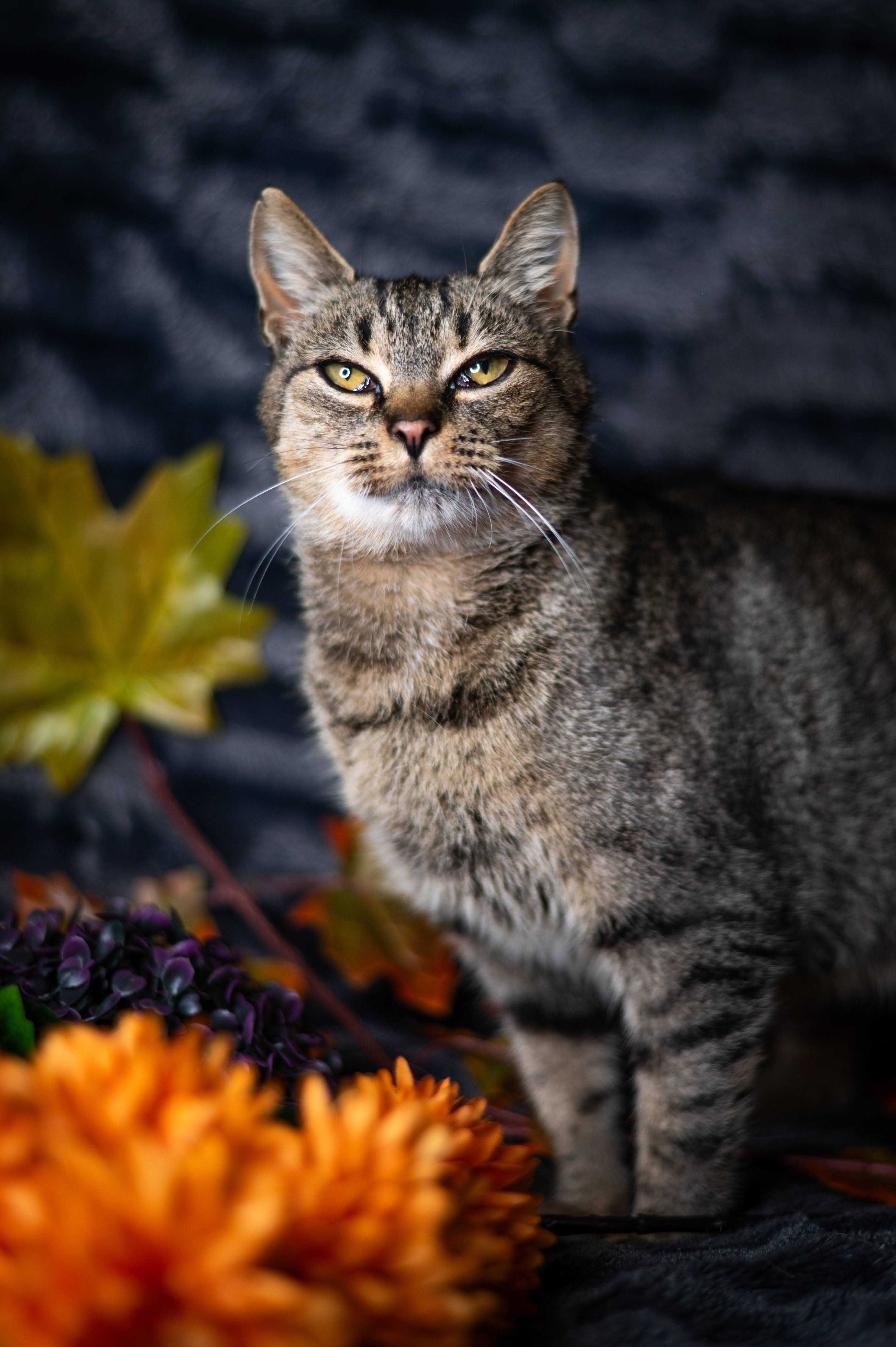 TĘCZA kotka do adopcji