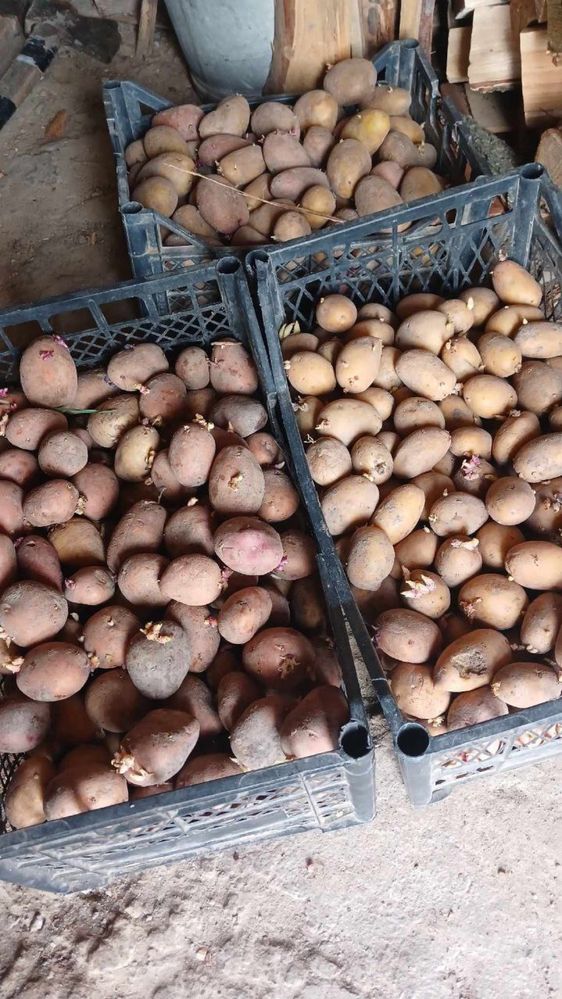 Картошка на посадку (насінєва картопля) БеллаРоза, Колумба