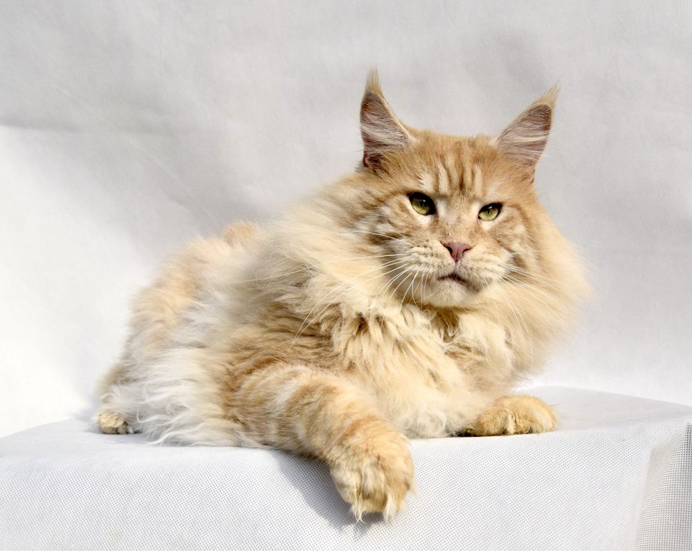 Srebrzysta kotka maine coon, hodowla FPL