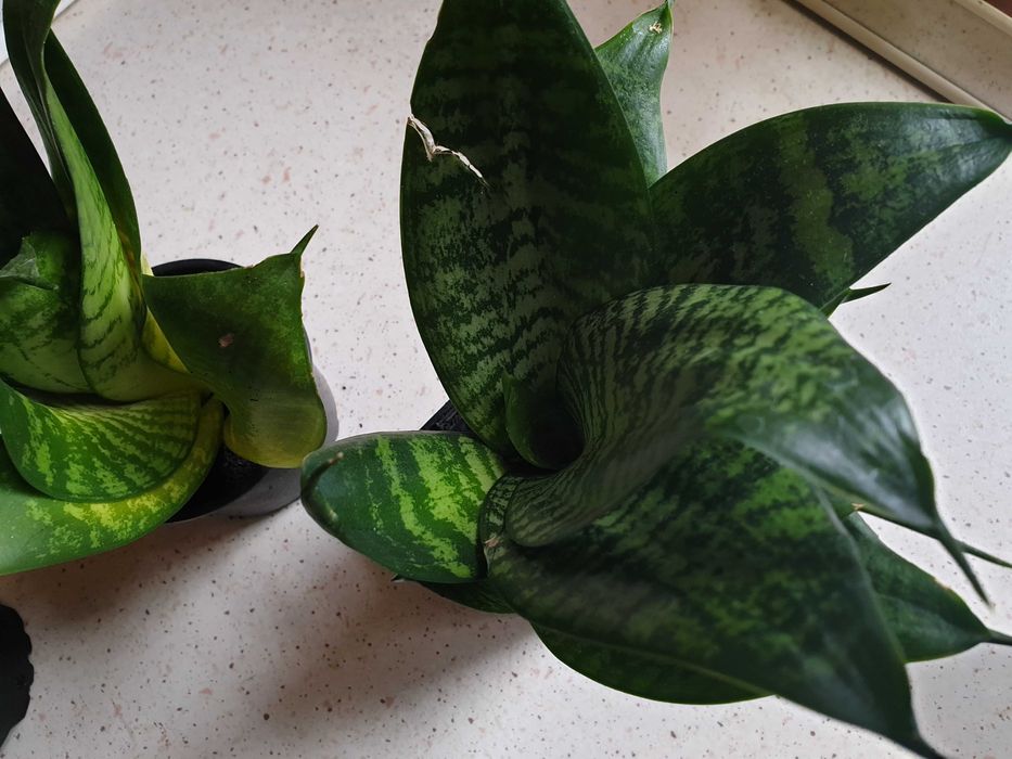 Roślina doniczkowa sansewieria niska