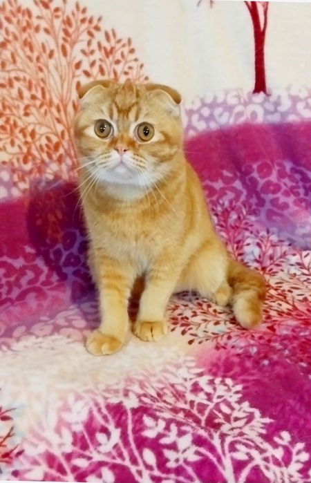 Чарівний хлопчик шотландець Скотіш фолд