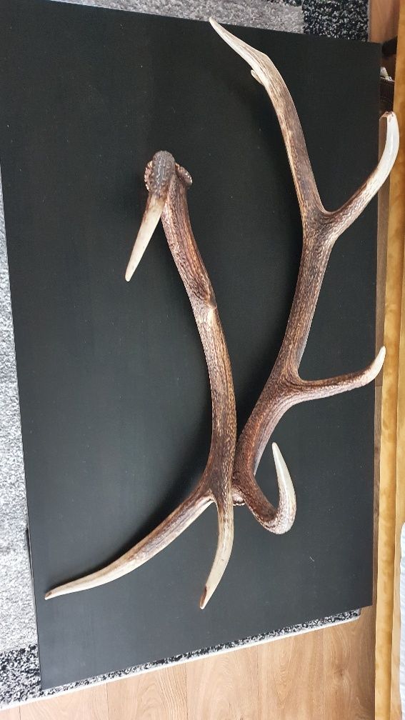 Poroże jelenia 62 cm