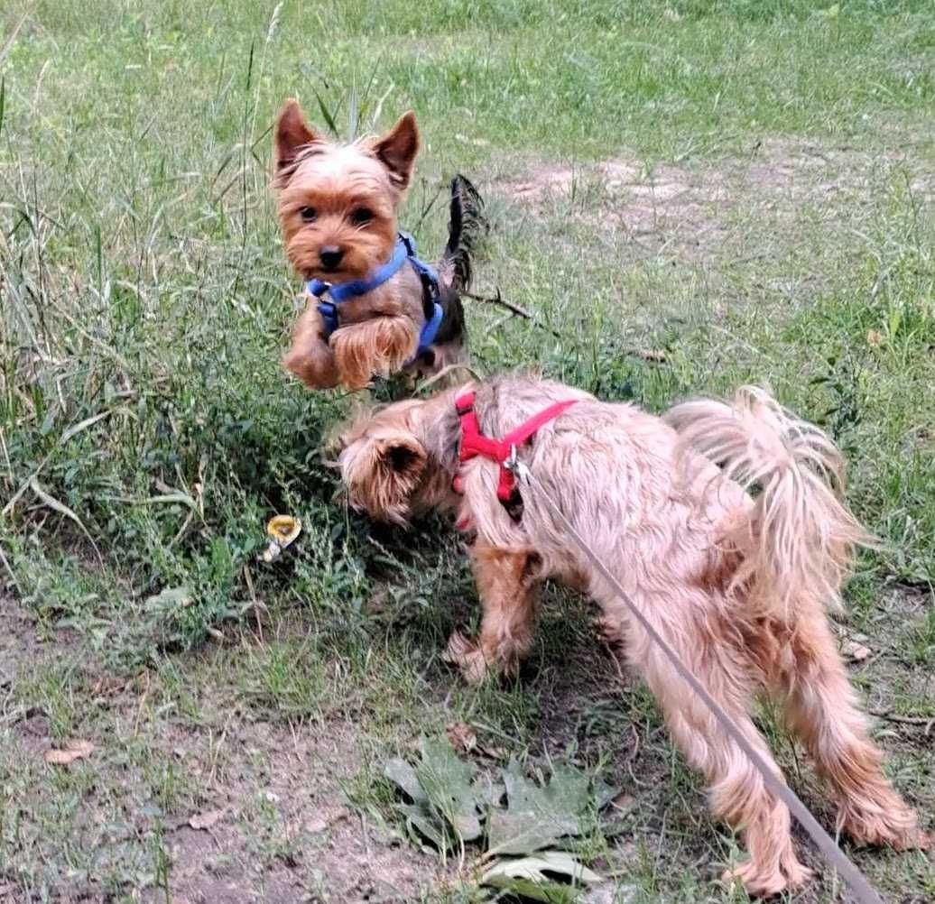 Yorkshire Terrier odchowany srebrno - złoty - Amorek - Paszport