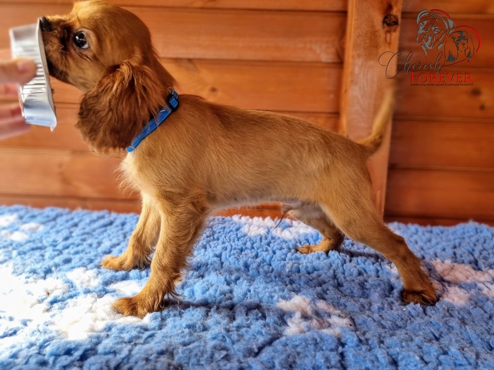 Szczenię Cavalier King Charles Spaniel