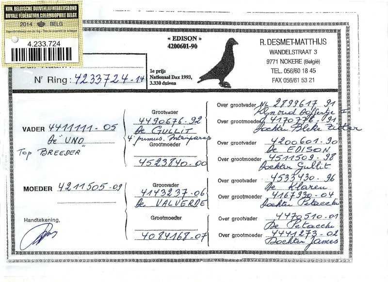 Gołębie pocztowe Gołąb Samice ;2021  Desmet Matthijs  rodowodem