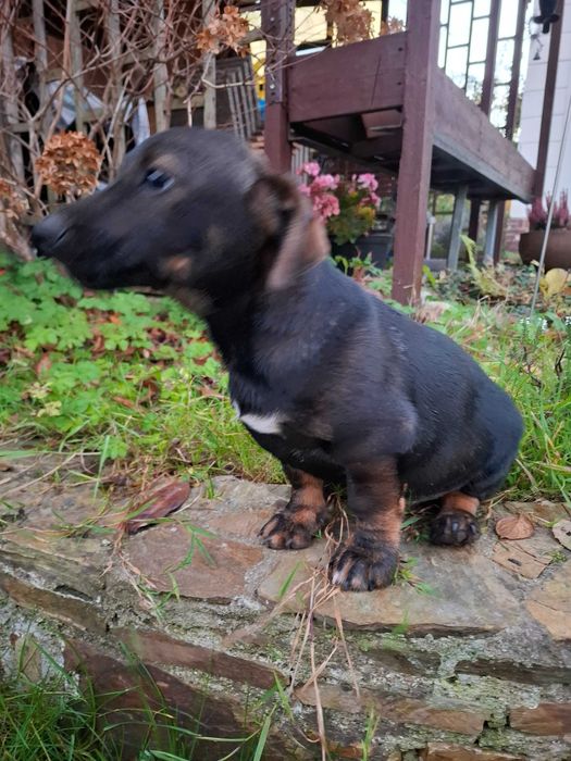 Piesek Szczeniak Reksio do oddania