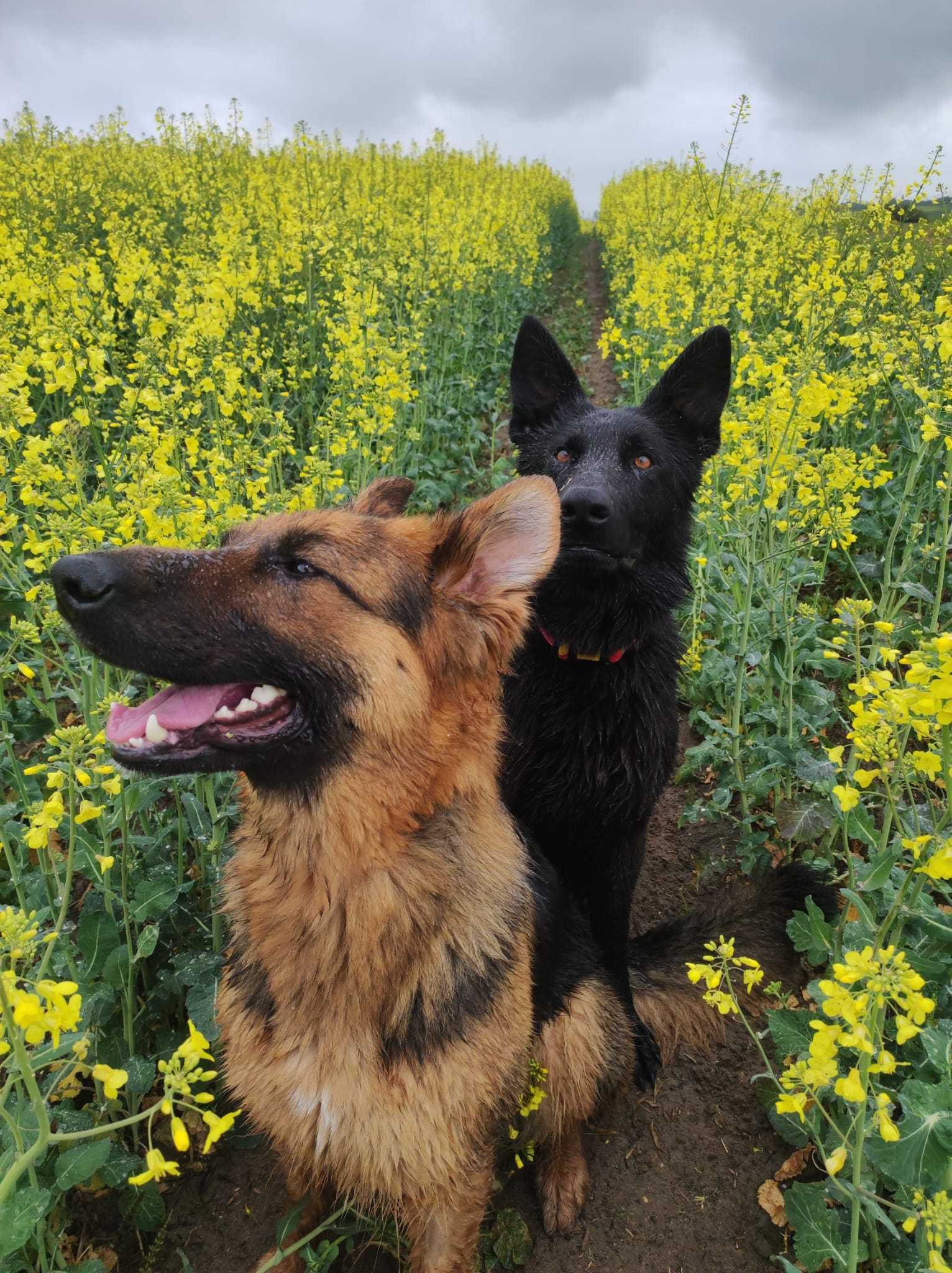 Owczarek niemiecki, Dharma ,  do adopcji