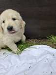 Ostatnia Golden Retriever suczka