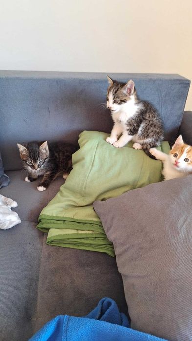 Oddam 2 koty w dobre ręce - urodzone pod koniec sierpnia