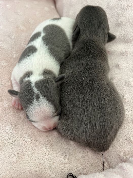 *Cudeńko* Mini liliowy Wyjątkowy piesek Chihuahua