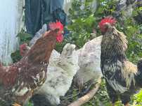 Galos e Galinhas caseiras