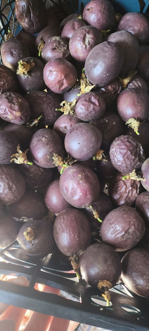 Vendo fruto: Maracujás