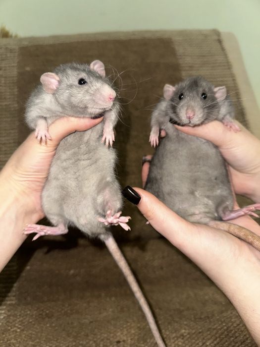 Крыса Дамбо Рекс щурик Тільки Гарні умови! щур кучерявий ручні крысы