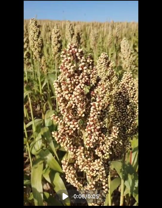 Sorgo czerwone w kłosach
