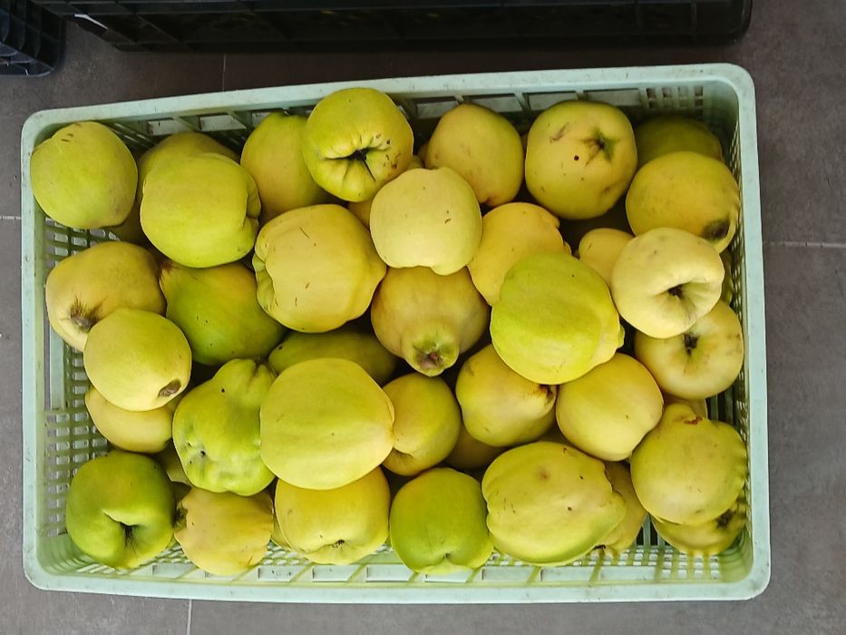 Marmelos ótima qualidade
