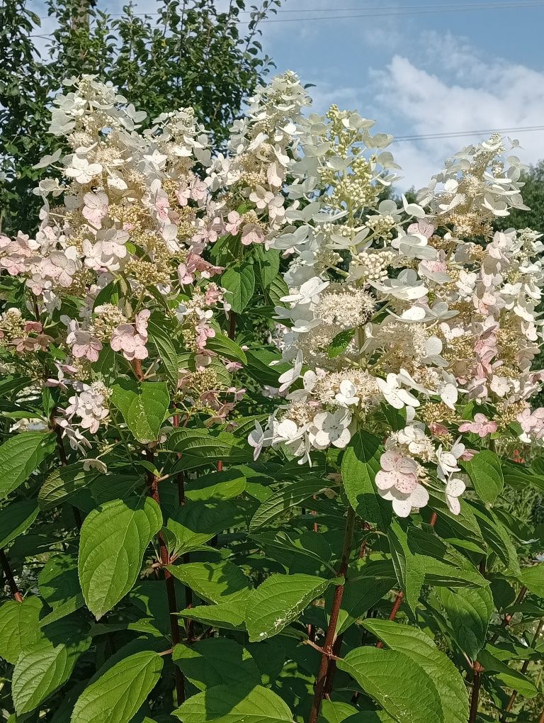 Гортензії/морозники/акебія