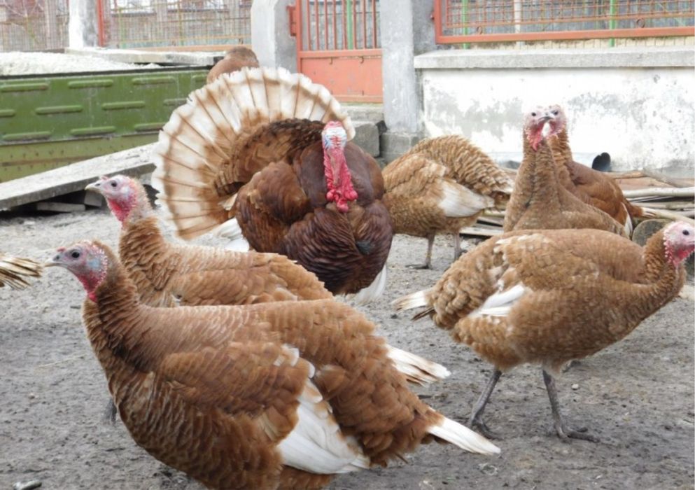 Продам молоді індики бурбони,мясо молодих  курей!