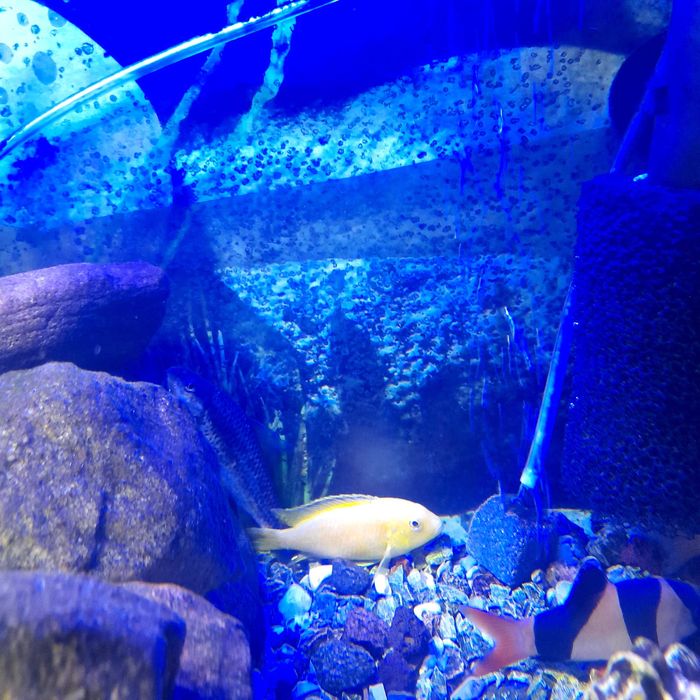 Sprzedam pyszczaki żółte