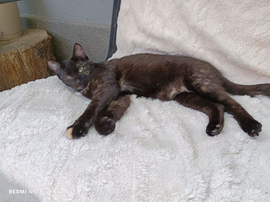 Bułeczka - piękna szylkretka szuka domku