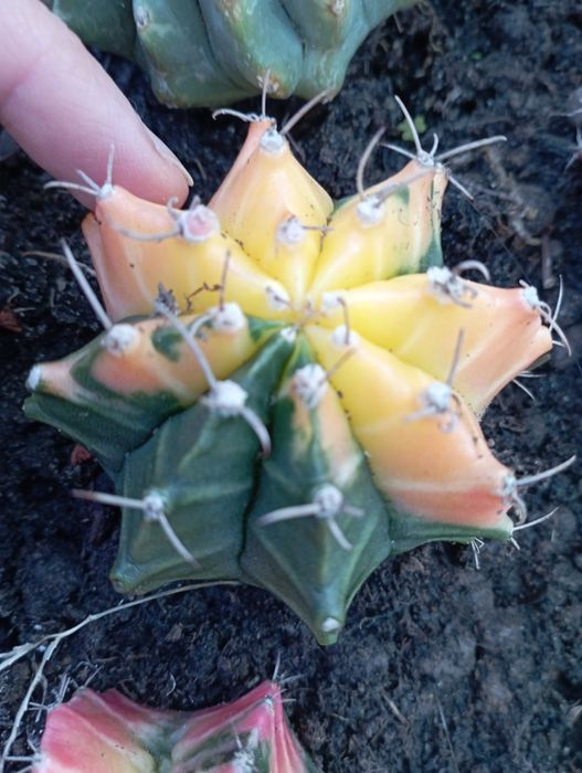 Kaktusy gymnocalycium mihanovichii veriegata